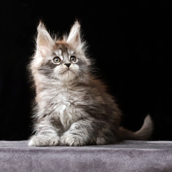 Otto Polydactyl Local - Pickup Today! | Kitten for sale. 