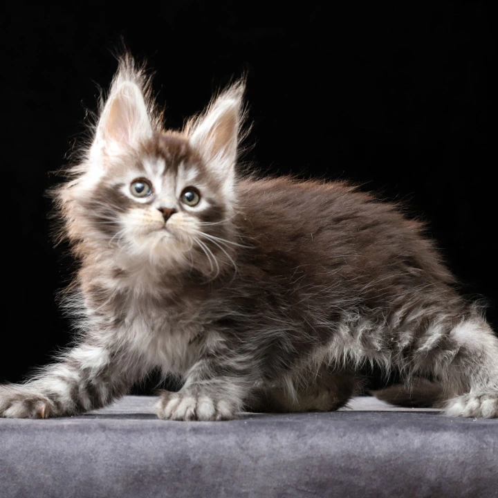 Oswald Polydactyl Local - Pickup Today! | Buy a kitten. 