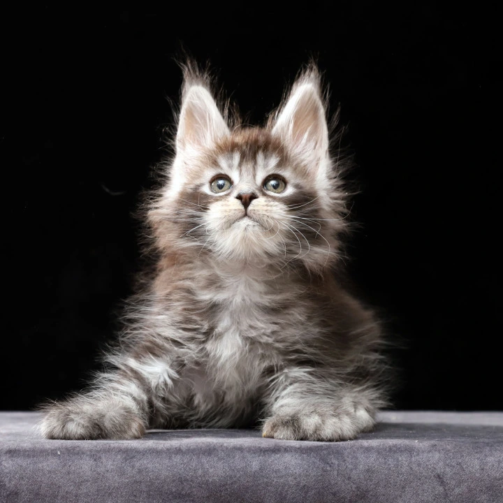 Oswald Polydactyl Local - Pickup Today! | Buy a kitten. 