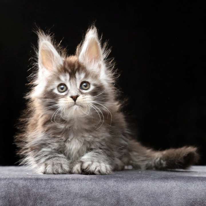Oswald Polydactyl Local - Pickup Today! | Buy a kitten. 