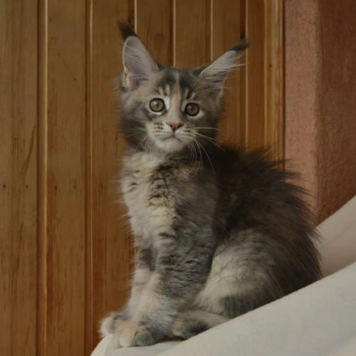 Annika Kis Maine Coon Kittens | Kittens for sale. 