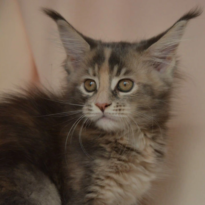 Annika Kis Maine Coon Kittens | Kittens for sale. 