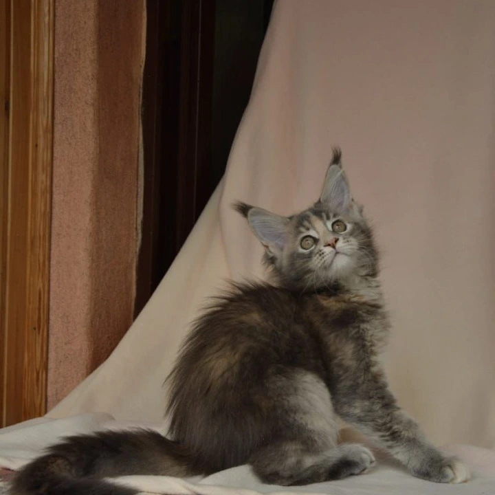 Annika Kis Maine Coon Kittens | Kittens for sale. 