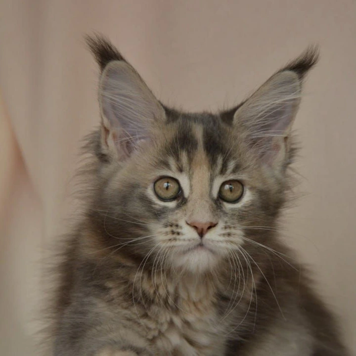 Annika Kis Maine Coon Kittens | Kittens for sale. 