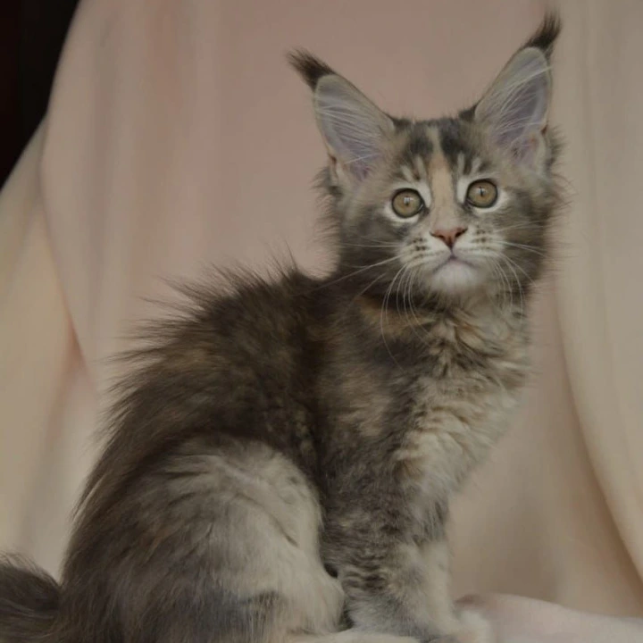 Annika Kis Maine Coon Kittens | Kittens for sale. 