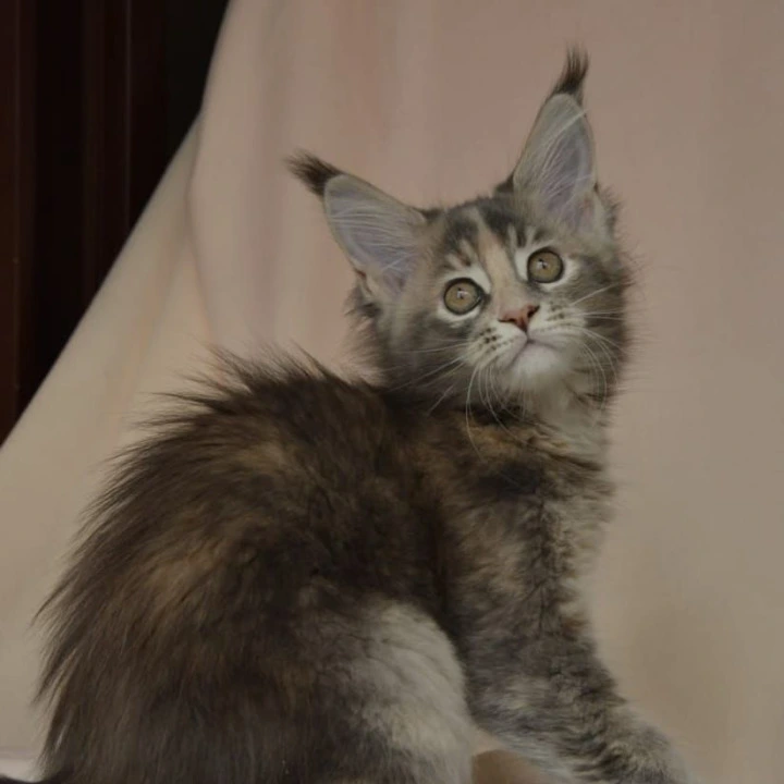 Annika Kis Maine Coon Kittens | Kittens for sale. 