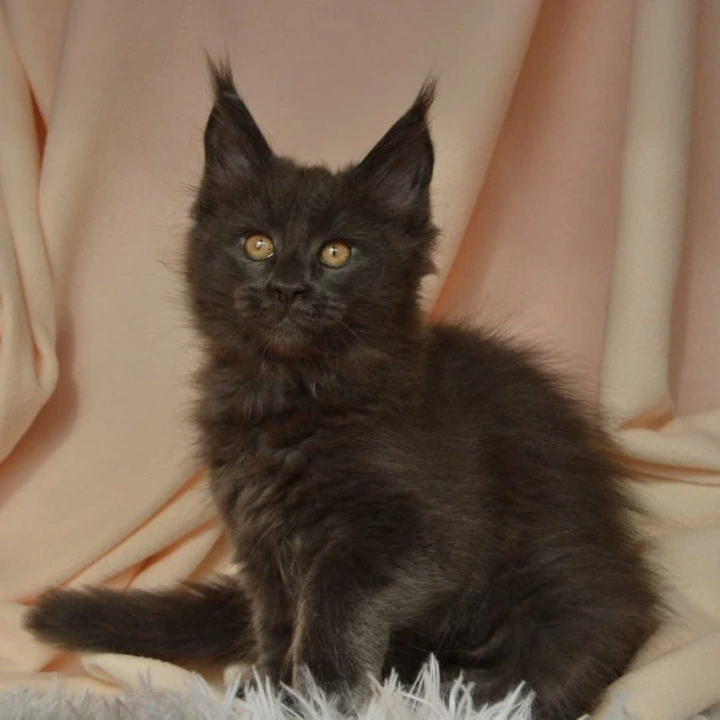 Adela Kis Maine Coon Kittens | Buy a kitten. 