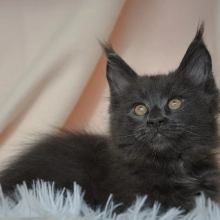Adela Kis Maine Coon Kittens | Buy a kitten. 