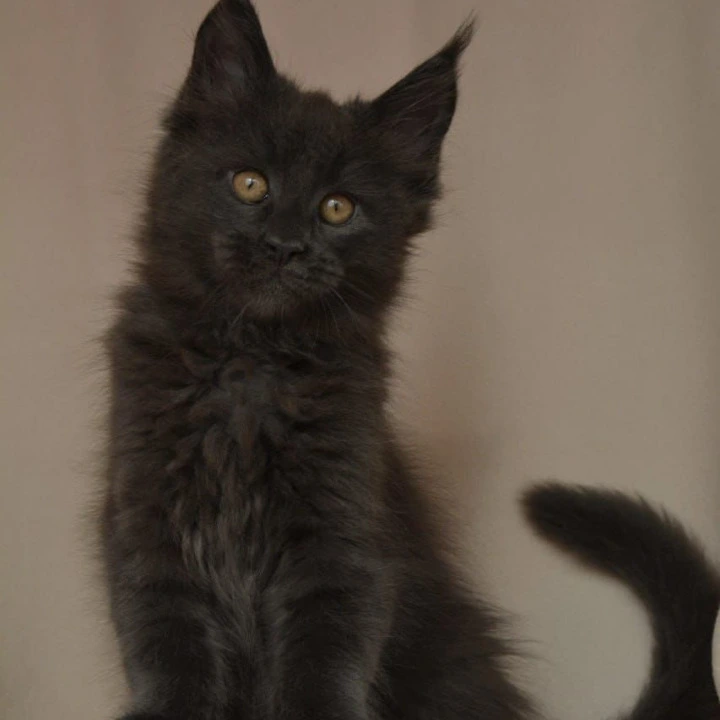 Adela Kis Maine Coon Kittens | Buy a kitten. 