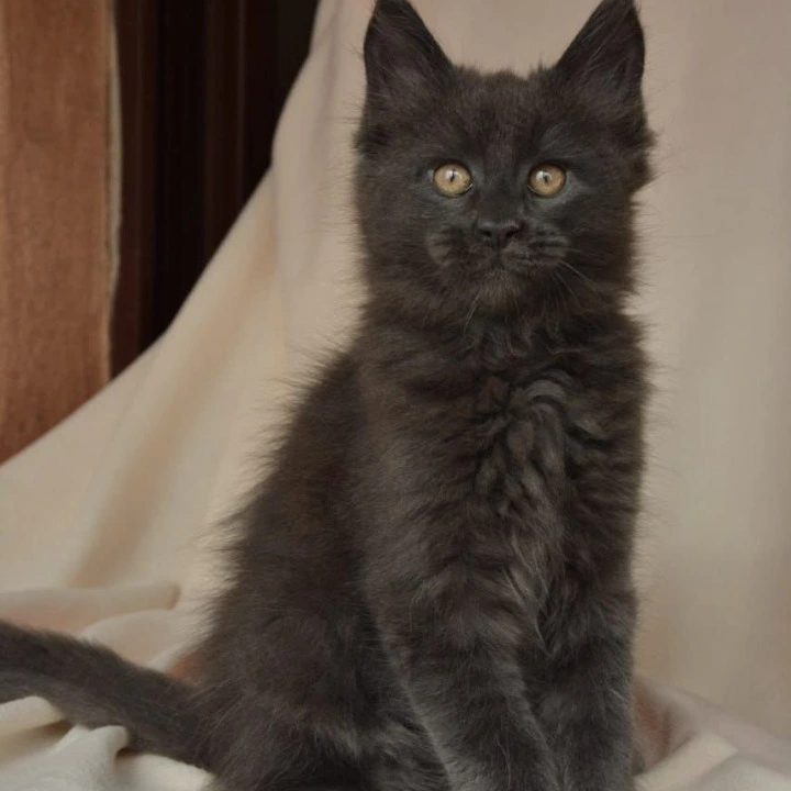 Adela Kis Maine Coon Kittens | Buy a kitten. 
