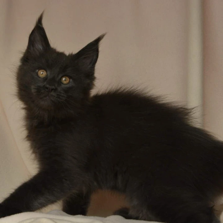 Adela Kis Maine Coon Kittens | Buy a kitten. 