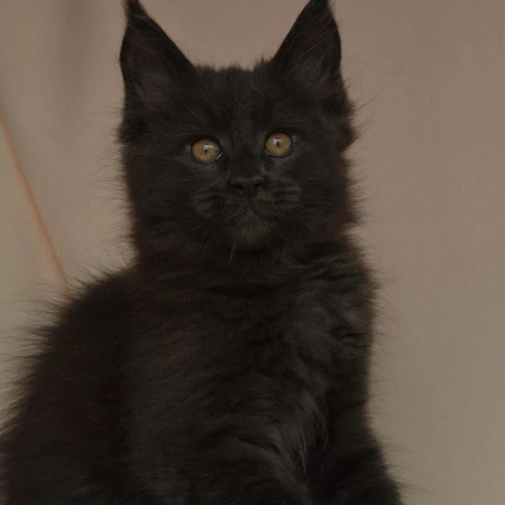 Adela Kis Maine Coon Kittens | Buy a kitten. 