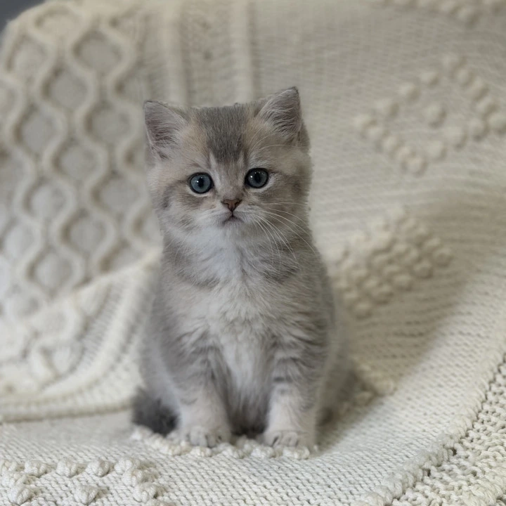 Baron Local - Pickup Today! | Kittens for sale.