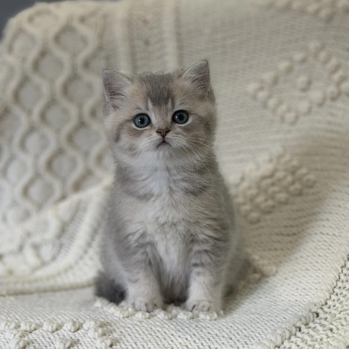 Baron Local - Pickup Today! | Kittens for sale. 