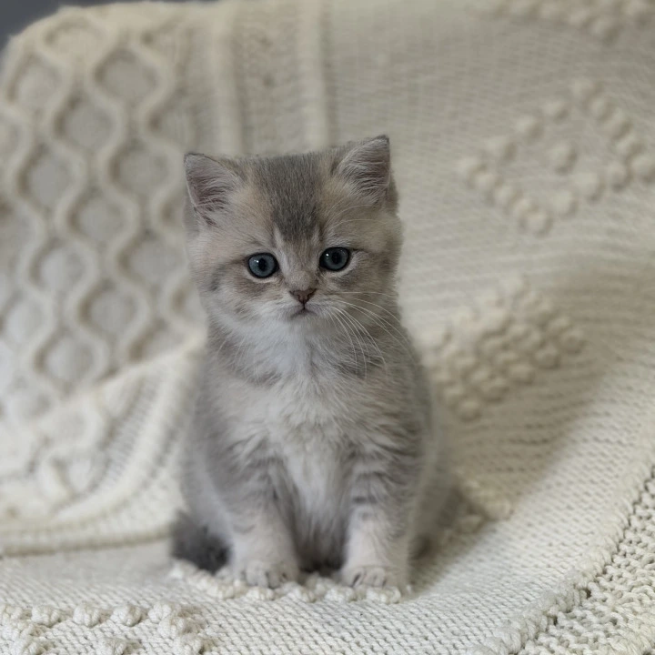 Baron Local - Pickup Today! | Kittens for sale.