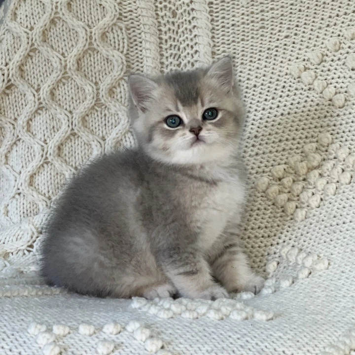 Baron Local - Pickup Today! | Kittens for sale.