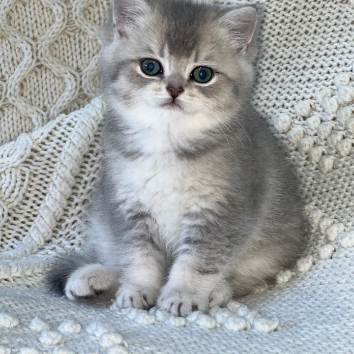 Baron Local - Pickup Today! | Kittens for sale.