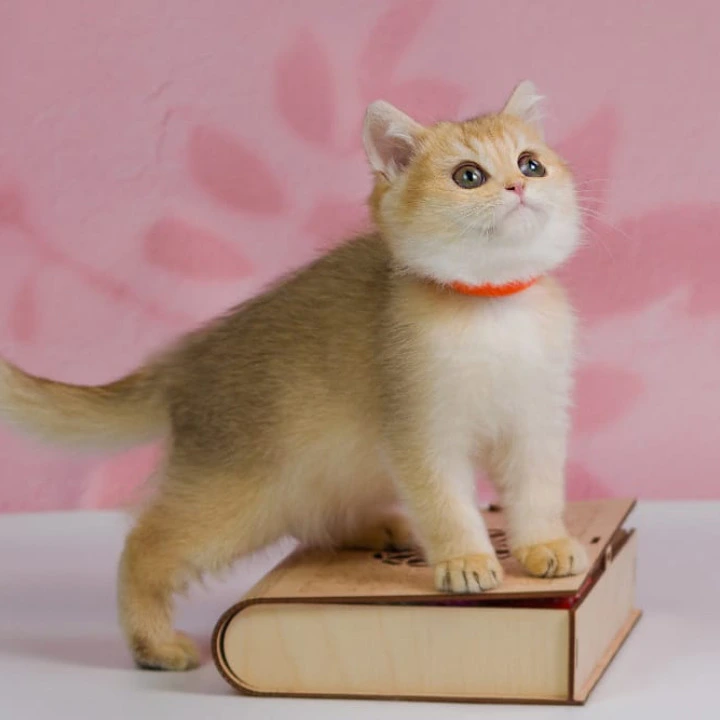 Tiffany British Shorthair Kittens | Kittens for sale. 