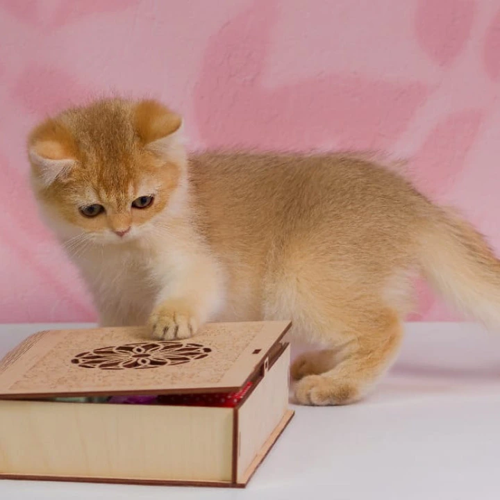 Tiffany British Shorthair Kittens | Kittens for sale.