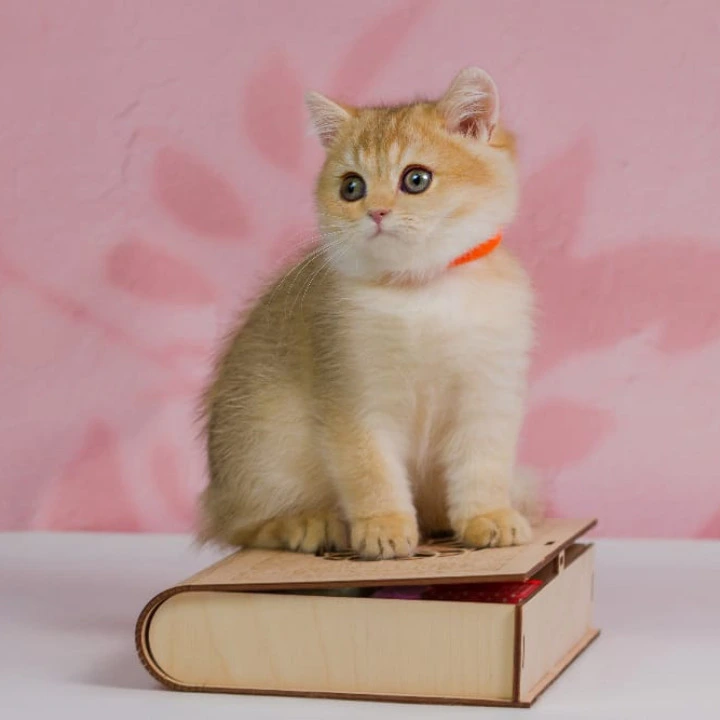 Tiffany British Shorthair Kittens | Kittens for sale.