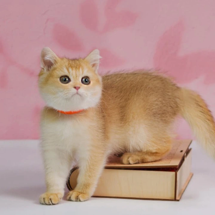 Tiffany British Shorthair Kittens | Kittens for sale.