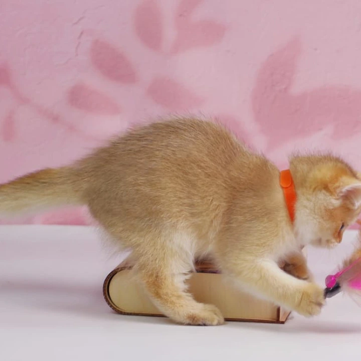 Tiffany British Shorthair Kittens | Kittens for sale.