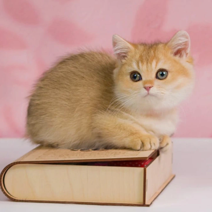 Tiffany British Shorthair Kittens | Kittens for sale. 