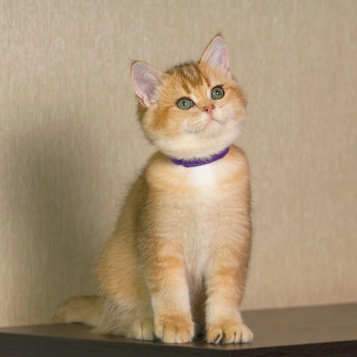 Topaz British Shorthair Kittens | Buy a kitten. 