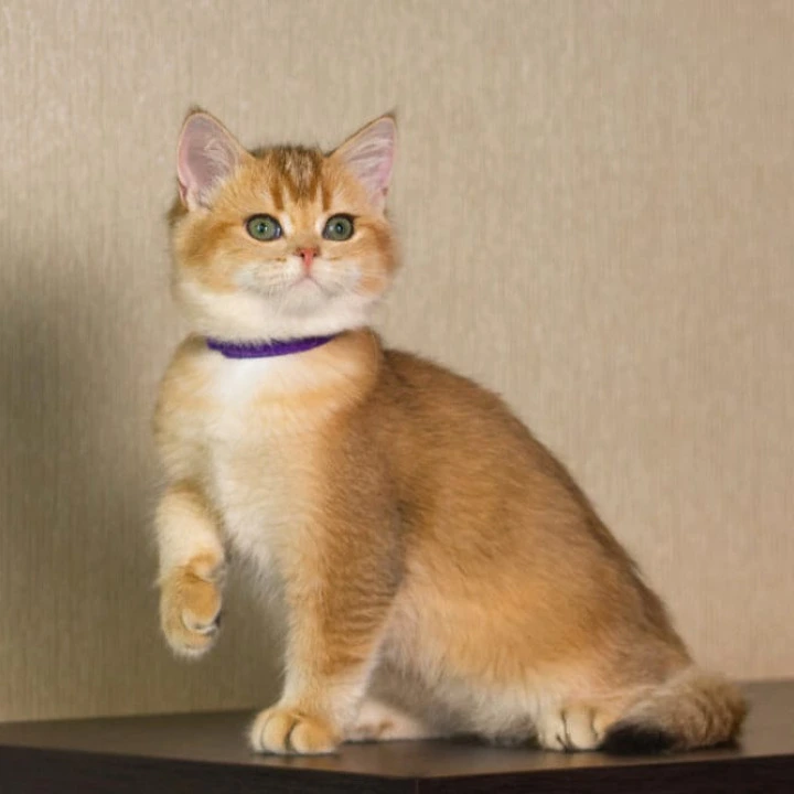 Topaz British Shorthair Kittens | Buy a kitten. 