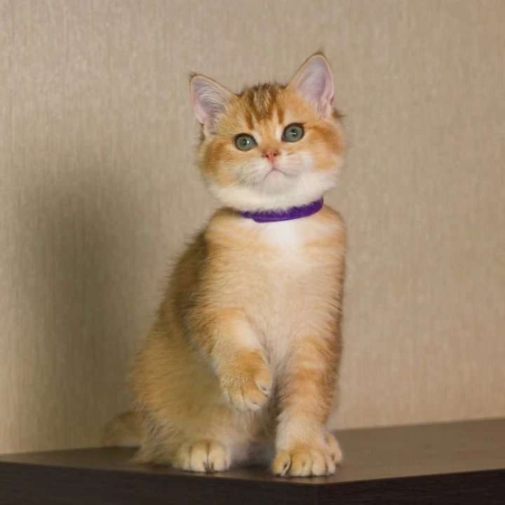 Topaz British Shorthair Kittens | Buy a kitten. 