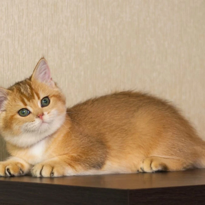 Topaz British Shorthair Kittens | Buy a kitten. 