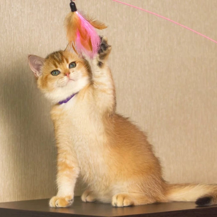 Topaz British Shorthair Kittens | Buy a kitten. 