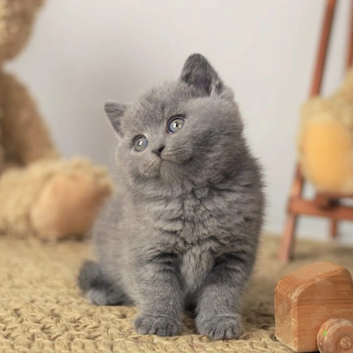 Richard British Shorthair Kittens | Buy a kitten. 