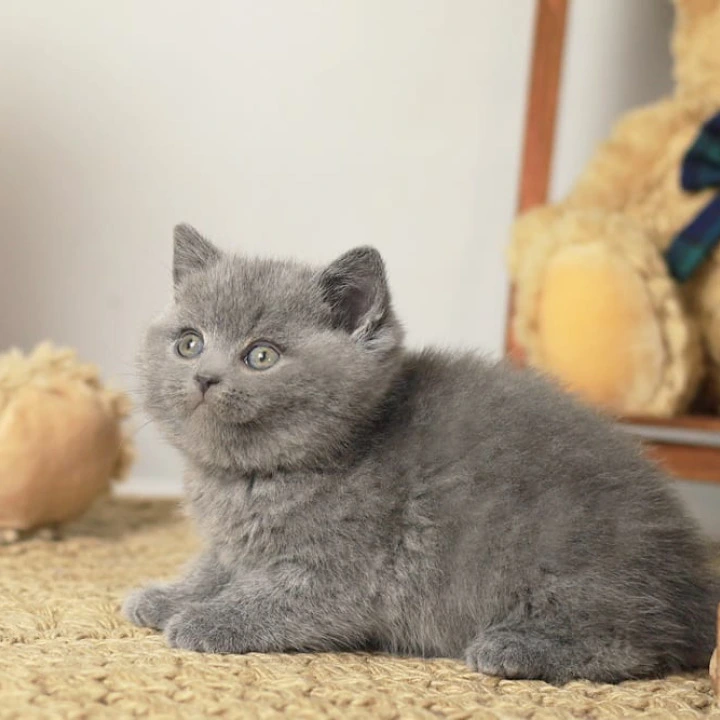 Richard British Shorthair Kittens | Buy a kitten. 