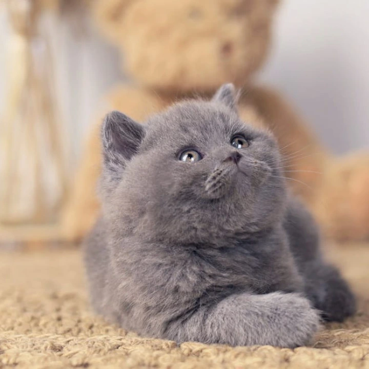 Richard British Shorthair Kittens | Buy a kitten. 