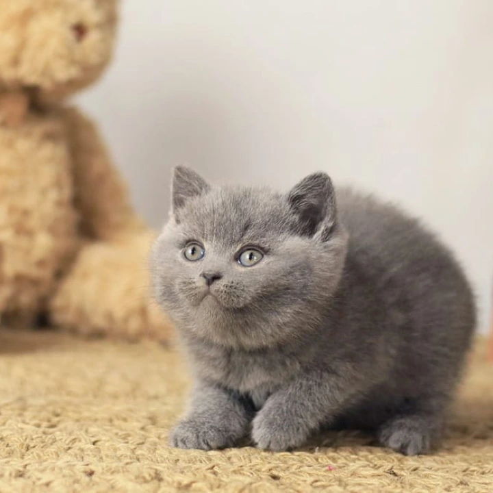 Richard British Shorthair Kittens | Buy a kitten. 