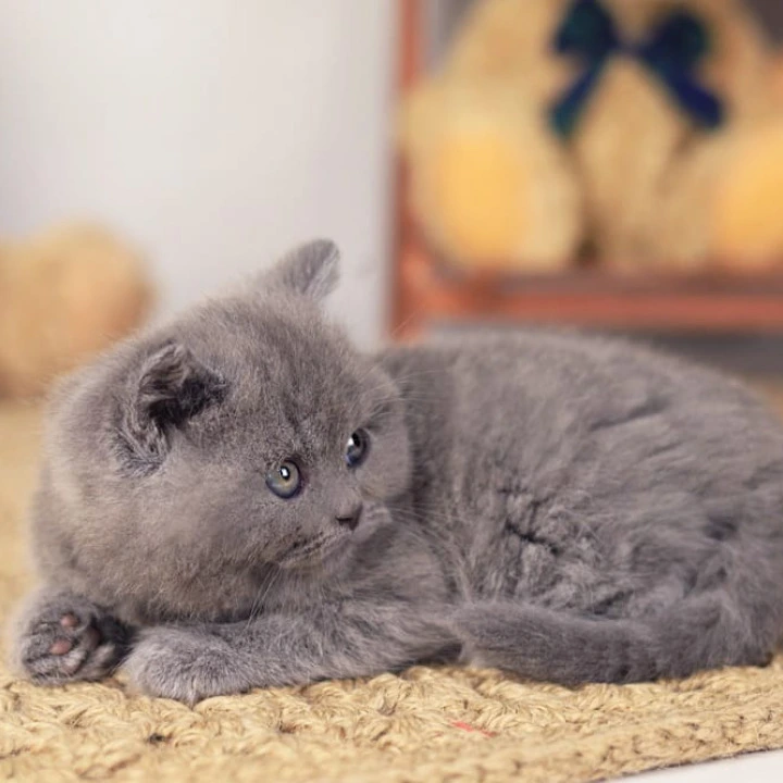 Richard British Shorthair Kittens | Buy a kitten. 