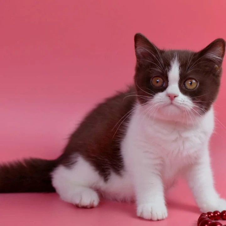 Quicko British Shorthair Kittens | Buy a kitten. 