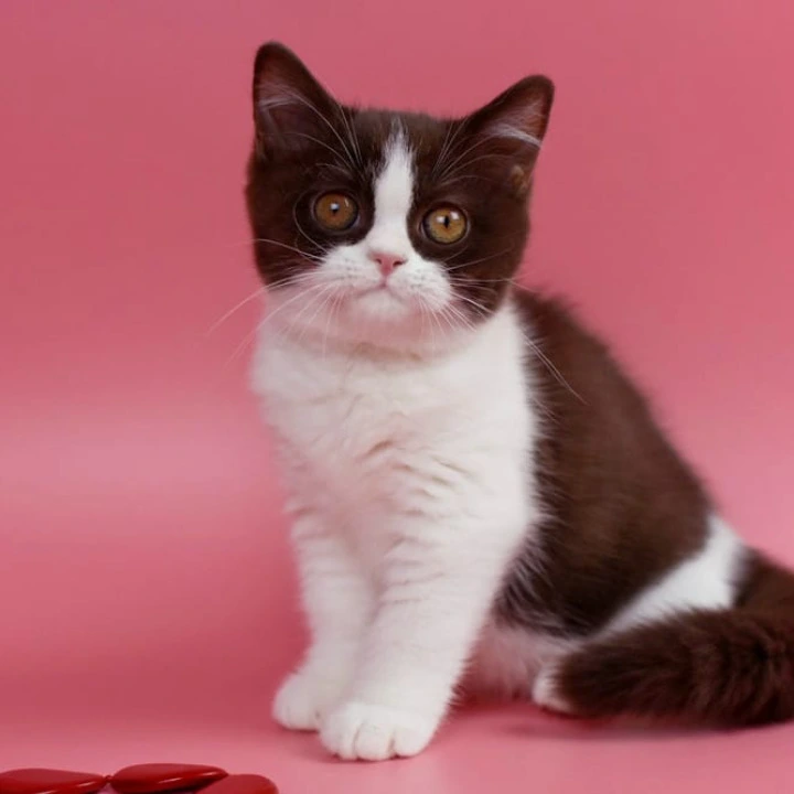 Quicko British Shorthair Kittens | Buy a kitten. 