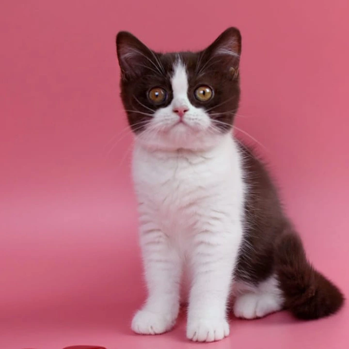 Quicko British Shorthair Kittens | Buy a kitten. 