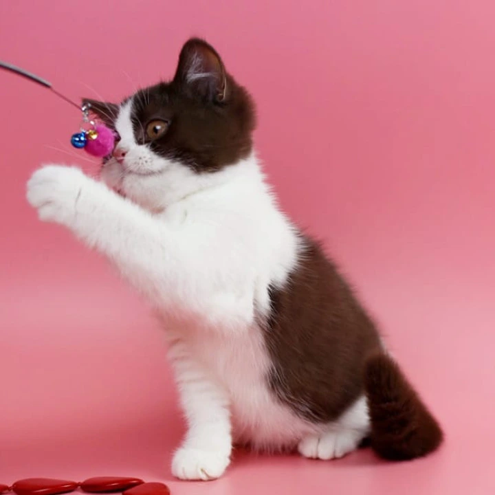 Quicko British Shorthair Kittens | Buy a kitten. 