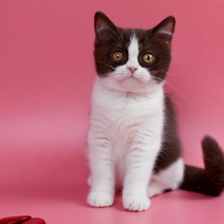 Quicko British Shorthair Kittens | Buy a kitten. 