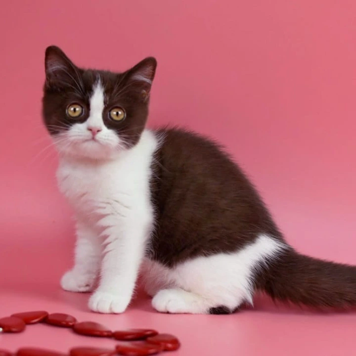 Quicko British Shorthair Kittens | Buy a kitten. 