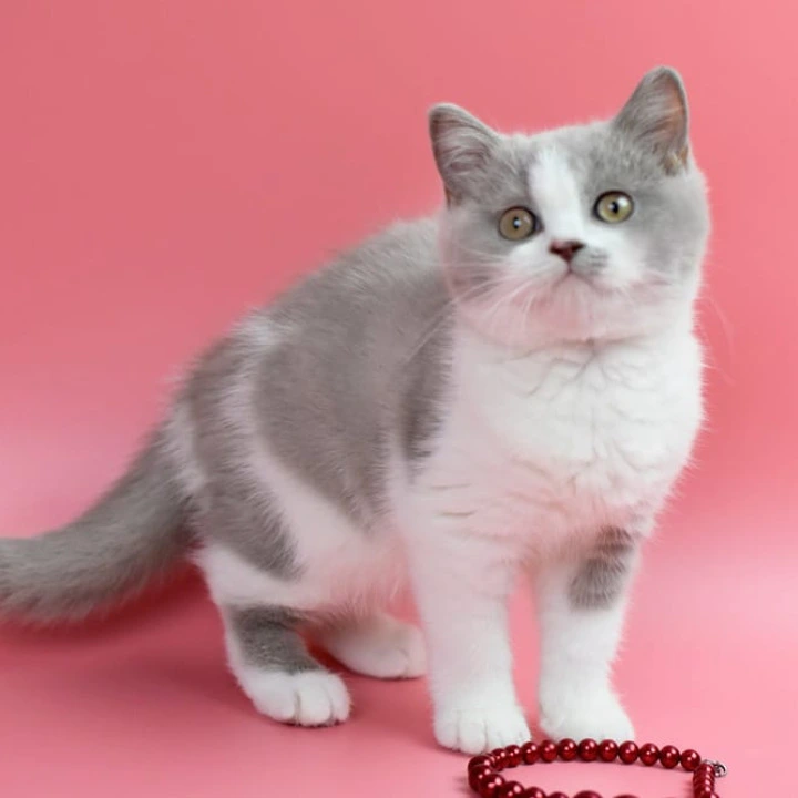 Qwebec British Shorthair Kittens | Large selection of kittens. 