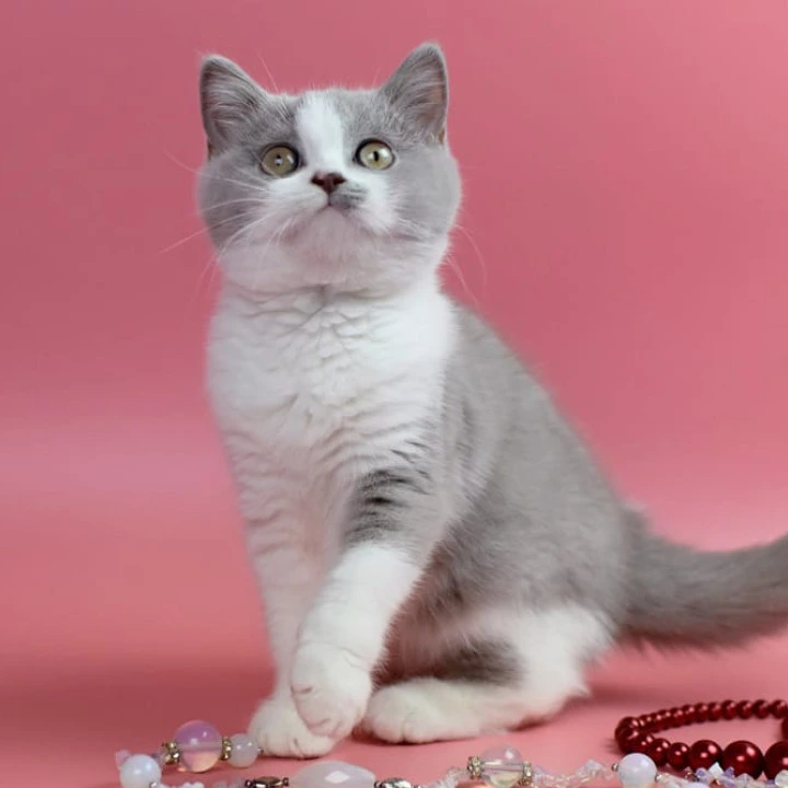 Qwebec British Shorthair Kittens | Large selection of kittens. 