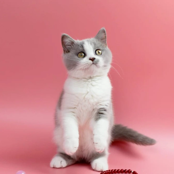 Qwebec British Shorthair Kittens | Large selection of kittens. 
