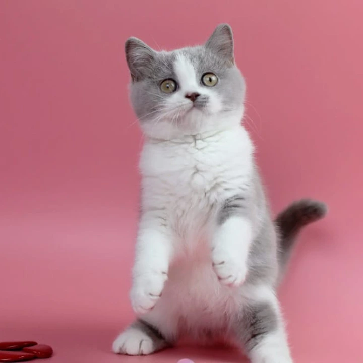 Qwebec British Shorthair Kittens | Large selection of kittens. 