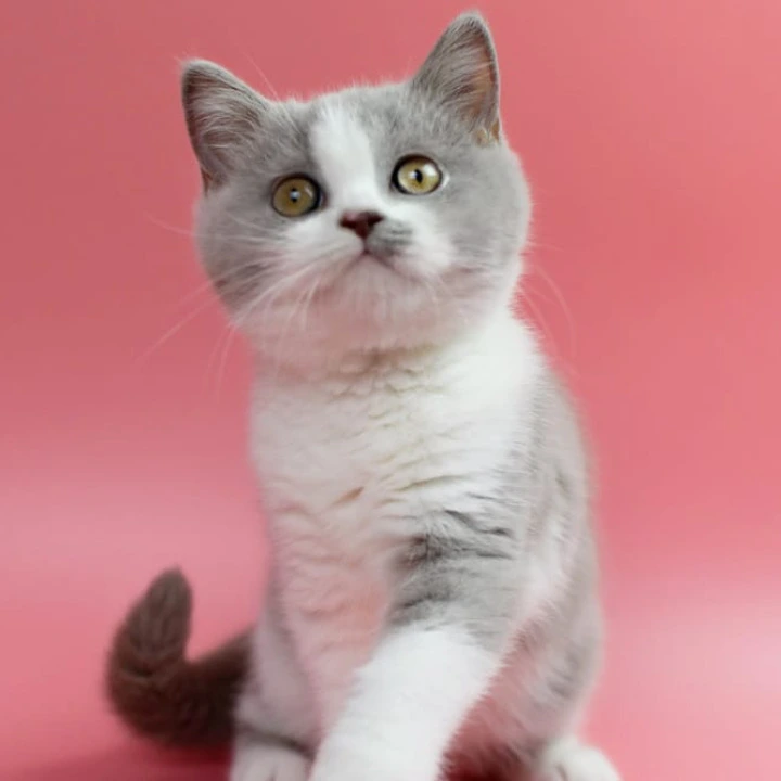 Qwebec British Shorthair Kittens | Large selection of kittens. 