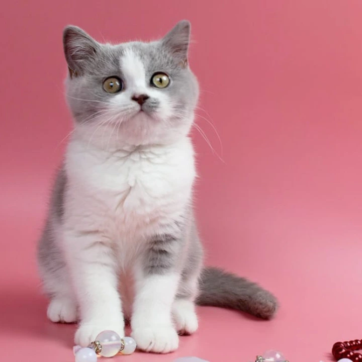 Qwebec British Shorthair Kittens | Large selection of kittens. 