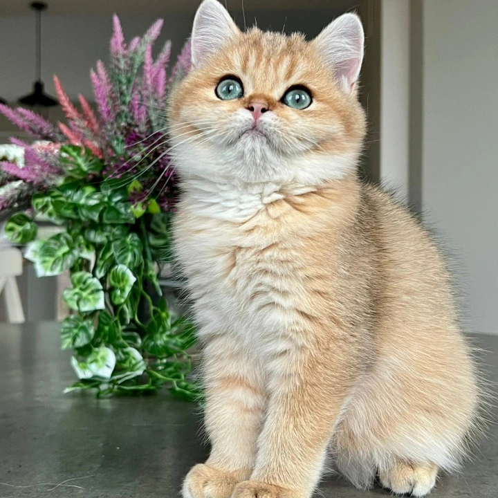 Megan British Shorthair Kittens | Buy a kitten. 